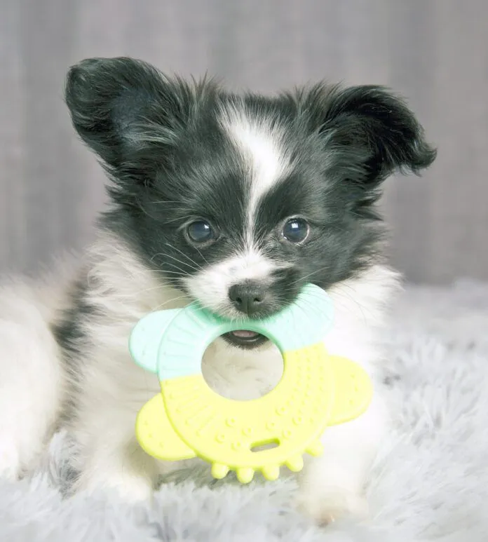 When Do Dog Baby Teeth Fall Out: A Comprehensive Guide to Canine Dental Development A puppy gnawing on a bone, showcasing the intense chewing behavior during teething